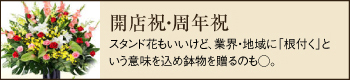 開店祝・周年祝_スタンド花もいいけど、業界・地域に「根付く」という意味を込め鉢物を贈るのも◯。
